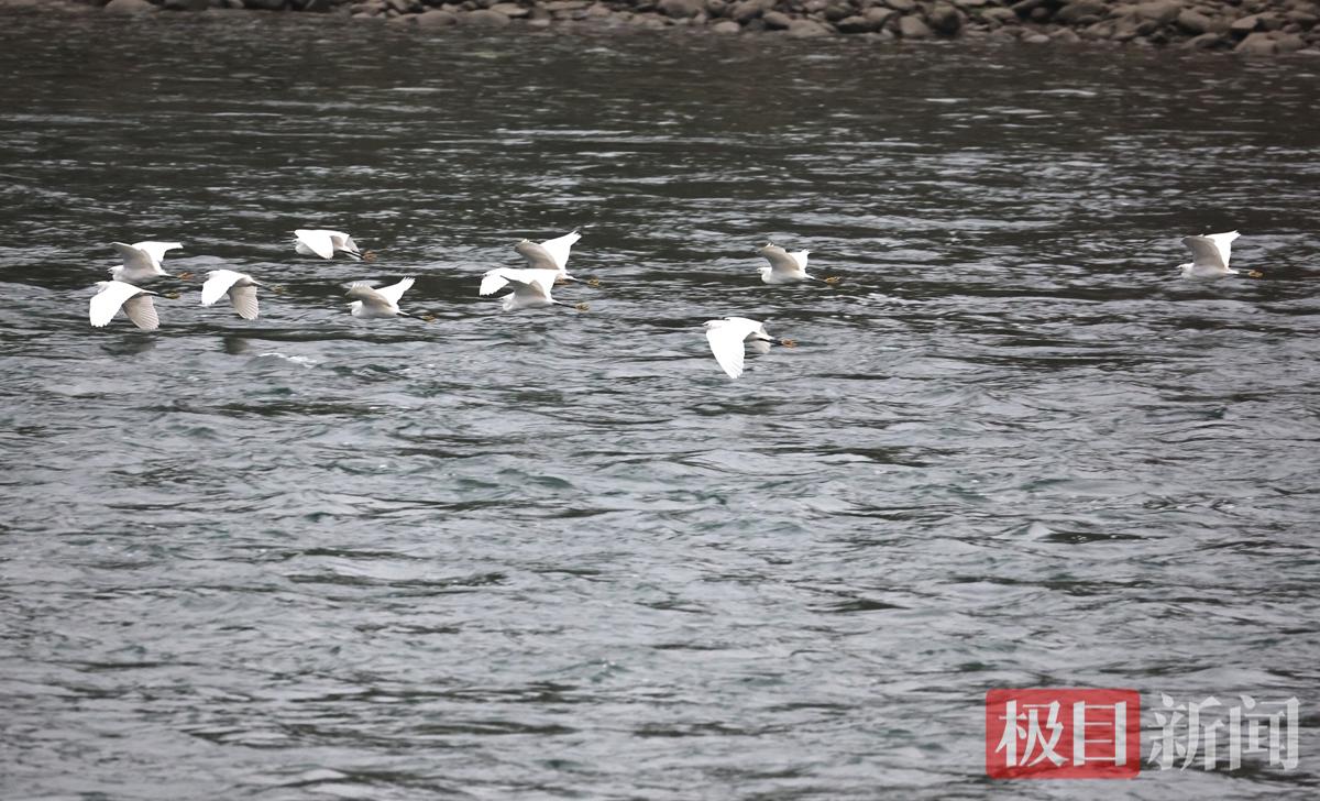 竹山鸟类.jpg 竹山鸟类.jpg