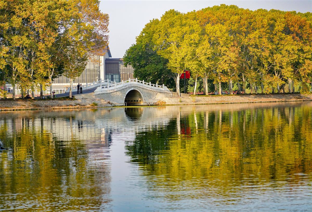 东湖法国梧桐: 景似梦中景,人犹入画中