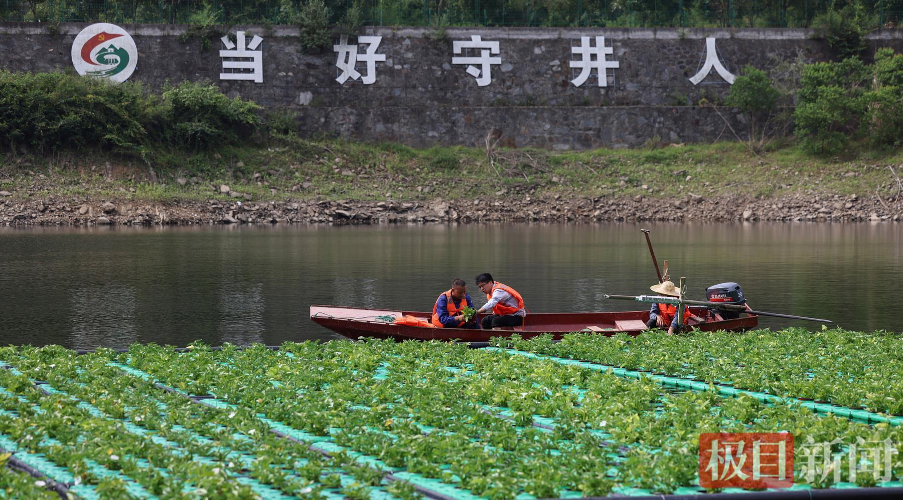 茅塔河以菜净水.jpg