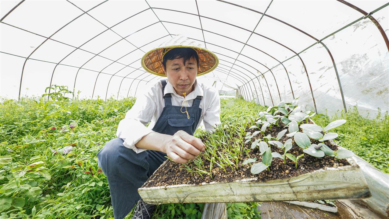 杨景勇在小农夫生态农场里细心栽培.jpg