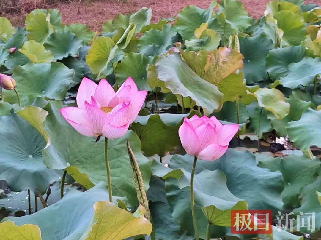 荷花.png 荷花.png