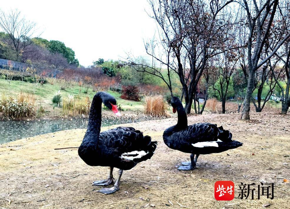美美与共！黑天鹅燕雀湖畔秀恩爱 | 极目新闻