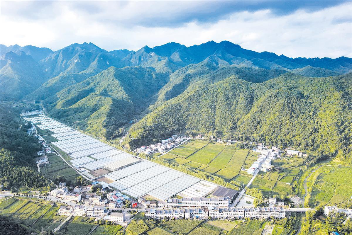 图为郧西县香口乡设施蔬菜基地。 刘旻摄.png