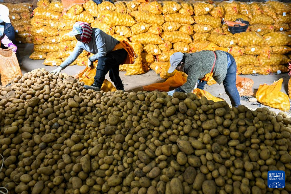 内蒙古武川县马铃薯育种忙