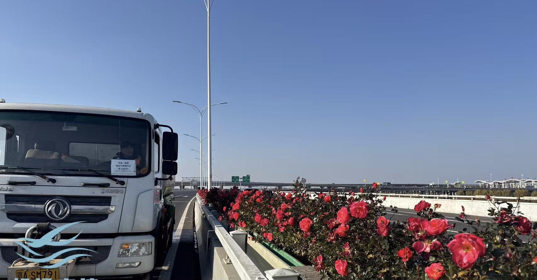 机场二高速月季1.jpg