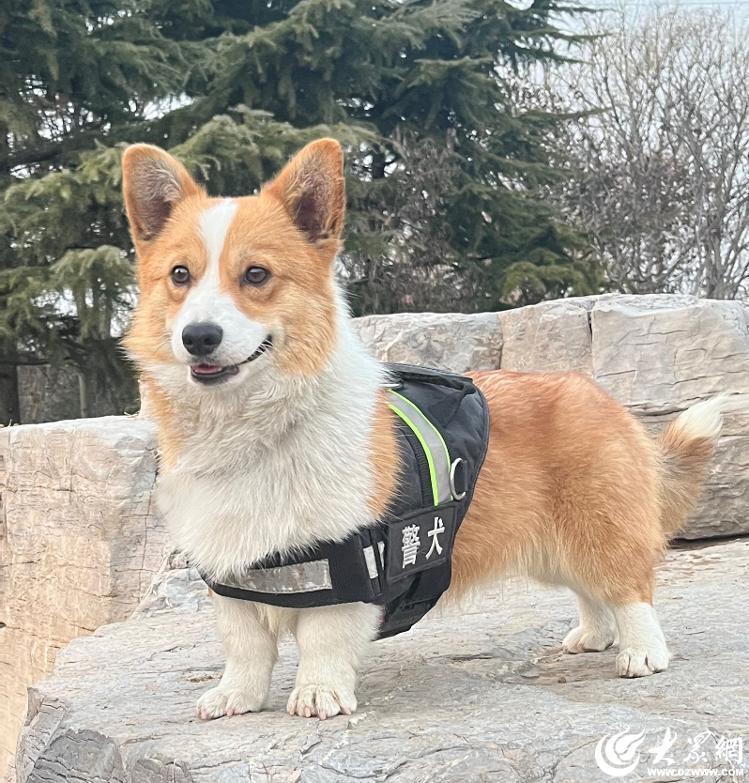 柯基当警犬 全国第一只!潍坊这只警犬走红网络-要闻_华商网新闻
