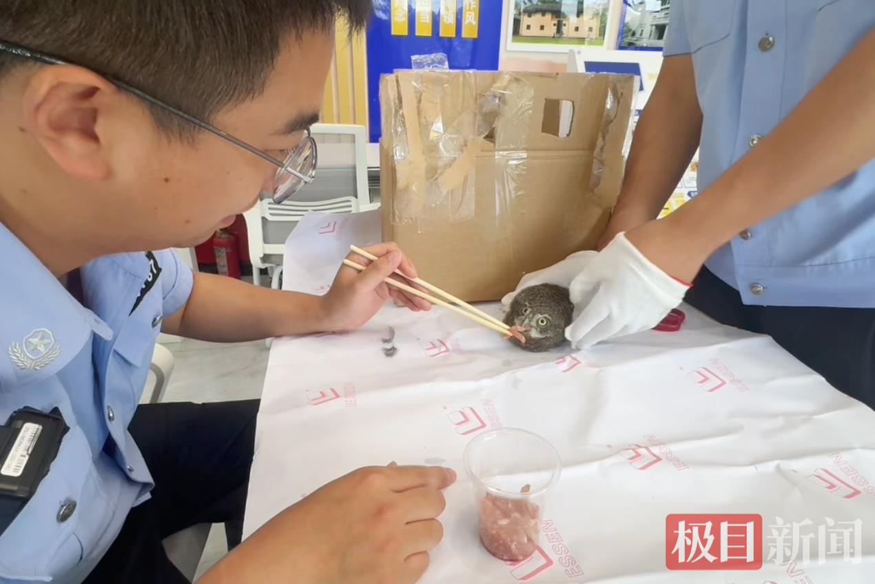 图二 给猫头鹰喂食.jpg