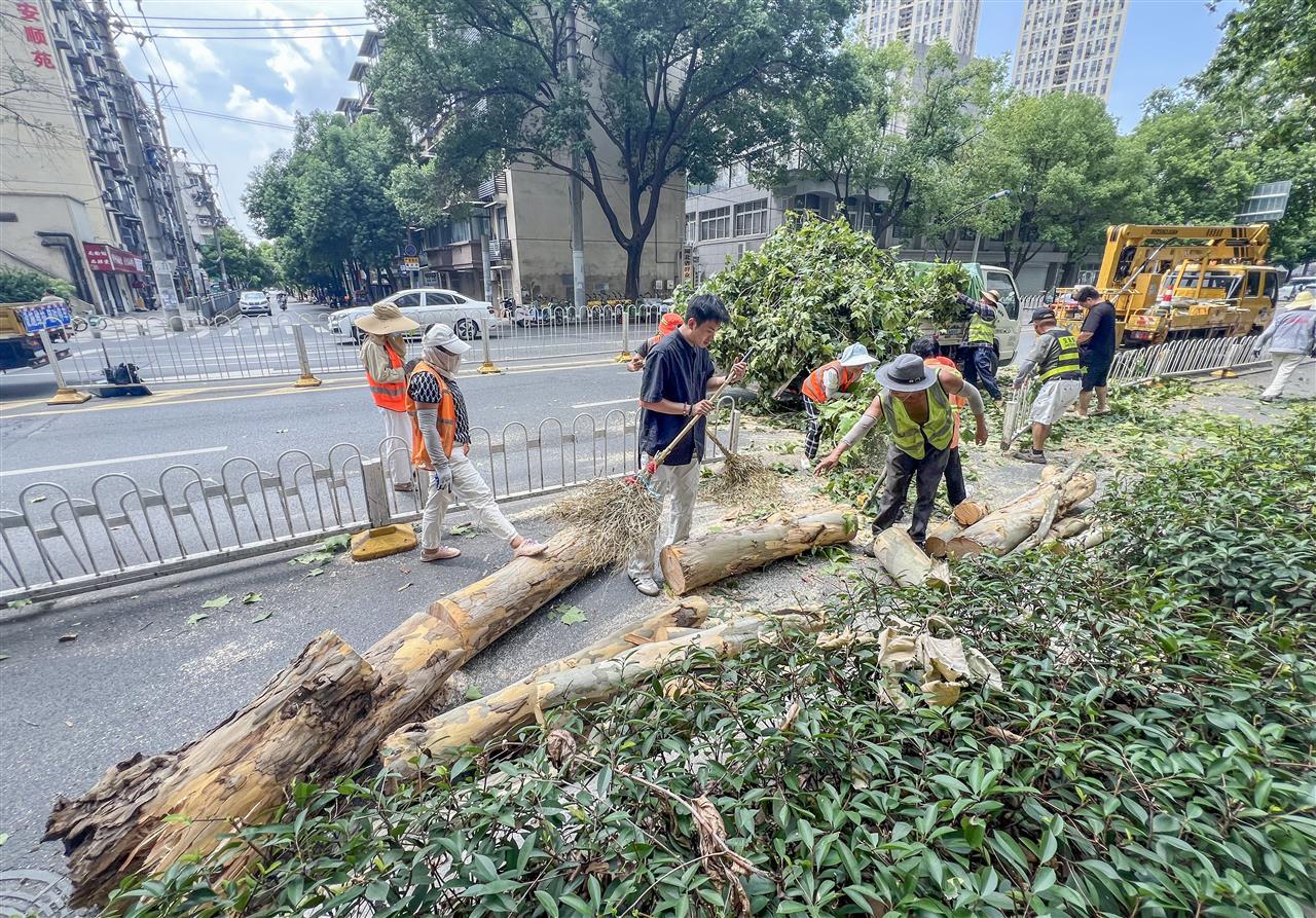 武昌街头梧桐树枝断裂倒地，一名外卖骑手被砸伤 | 极目新闻