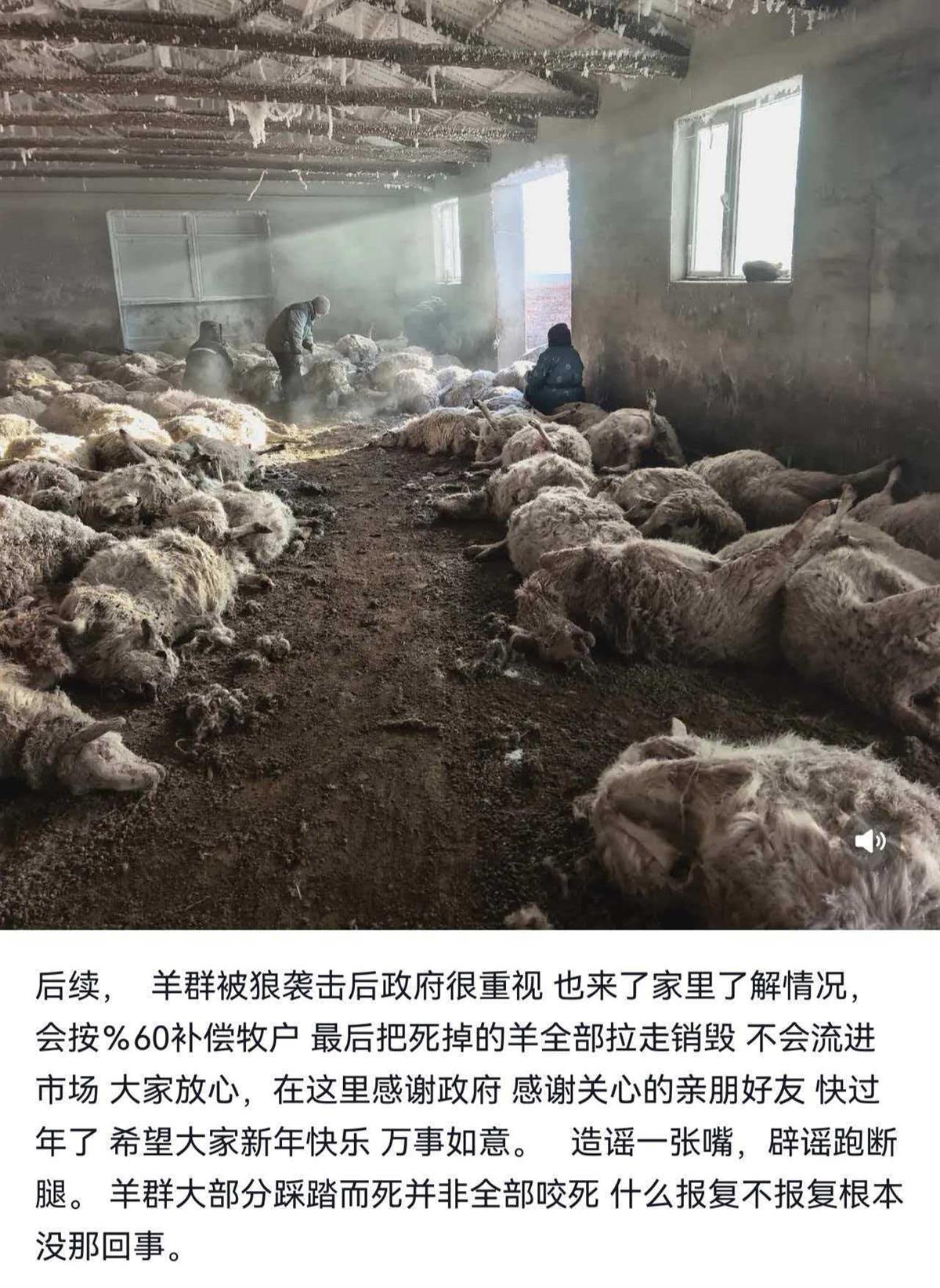 牧民遭遇狼群夜袭致羊群损失惨重，政府补偿与市场处置措施揭秘