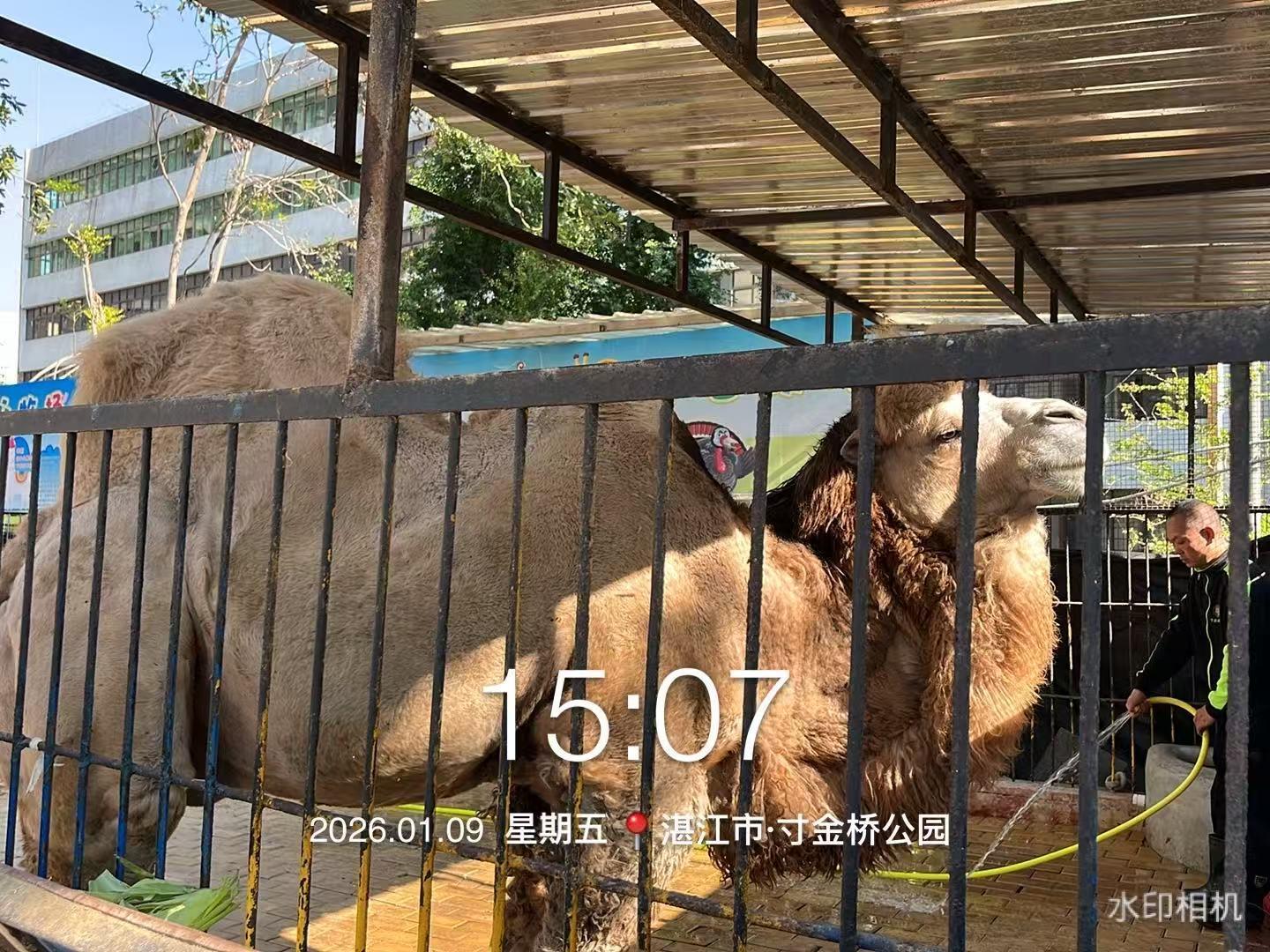 湛江一动物园企鹅秃头、狮子饿瘦、骆驼有伤？园方回应：不存在虐待，网传的照片是陈年旧图 | 极目新闻