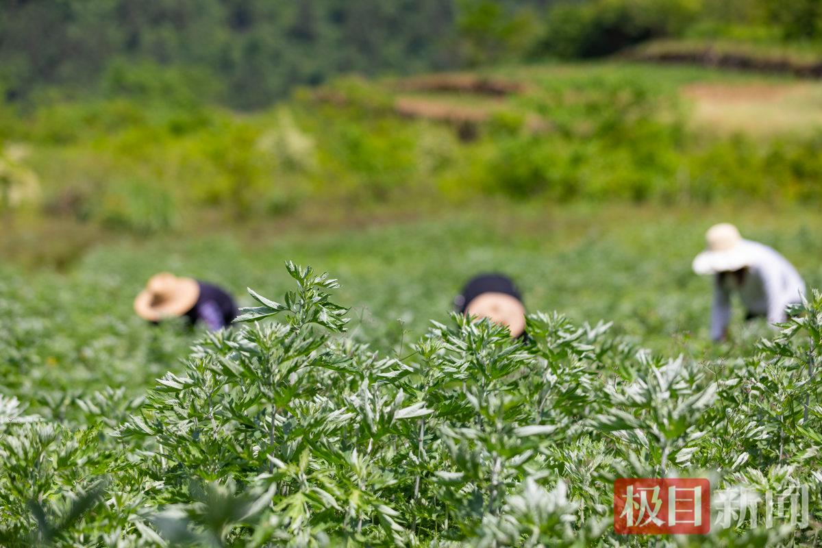 工人们正在地里收割新鲜艾草.jpg
