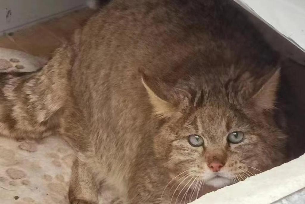 科技守护中国特有猫科动物荒漠猫