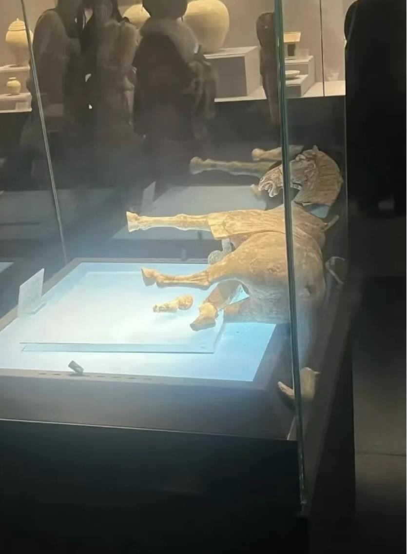 洛阳博物馆唐代陶马断裂事件，展品更换及官方调查回应待揭晓