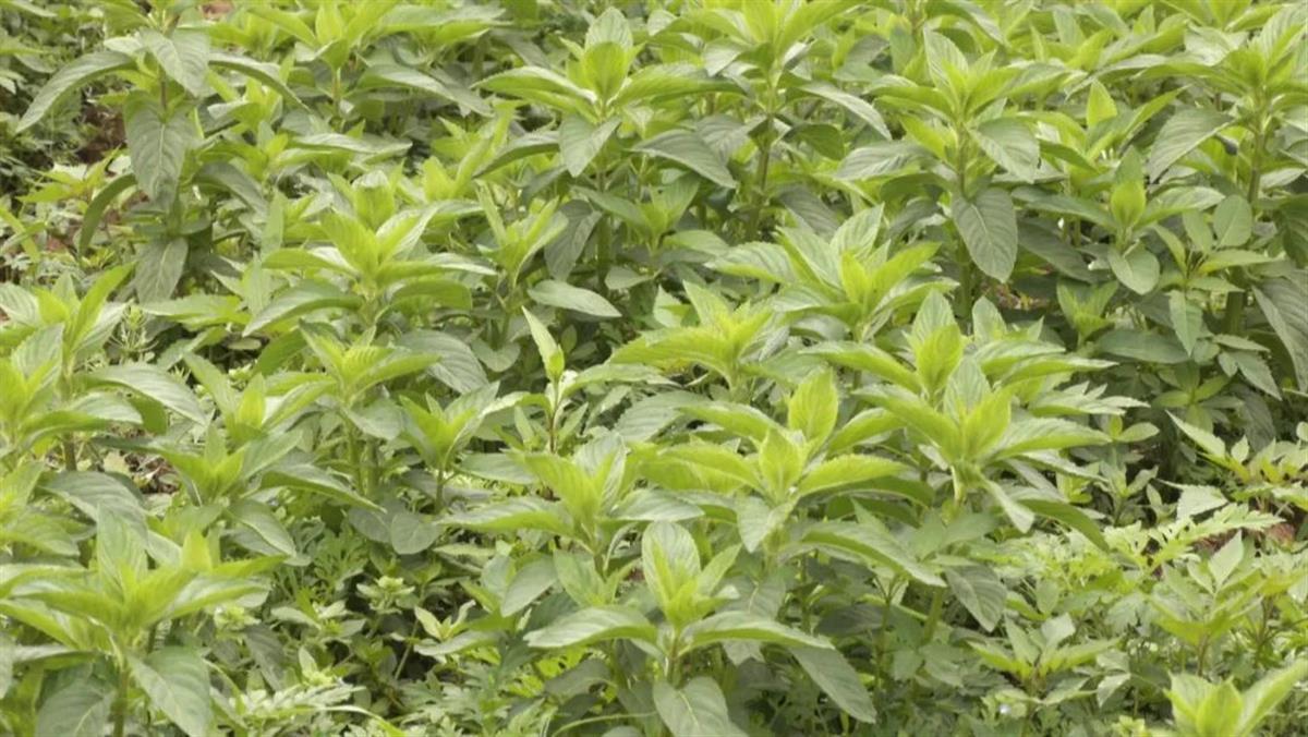 垄间药香飘！“草药经济”在黄陂兴起 | 极目新闻