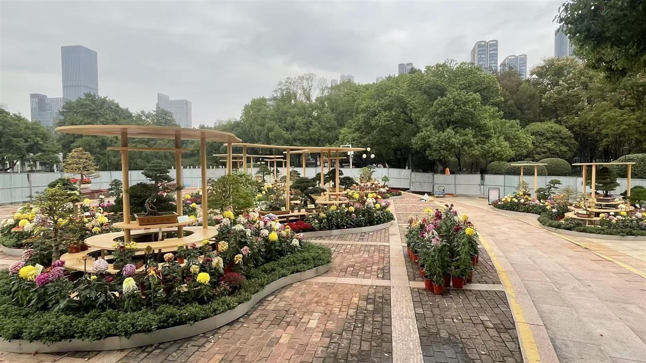 中山公园盆景与菊花相融.jpg