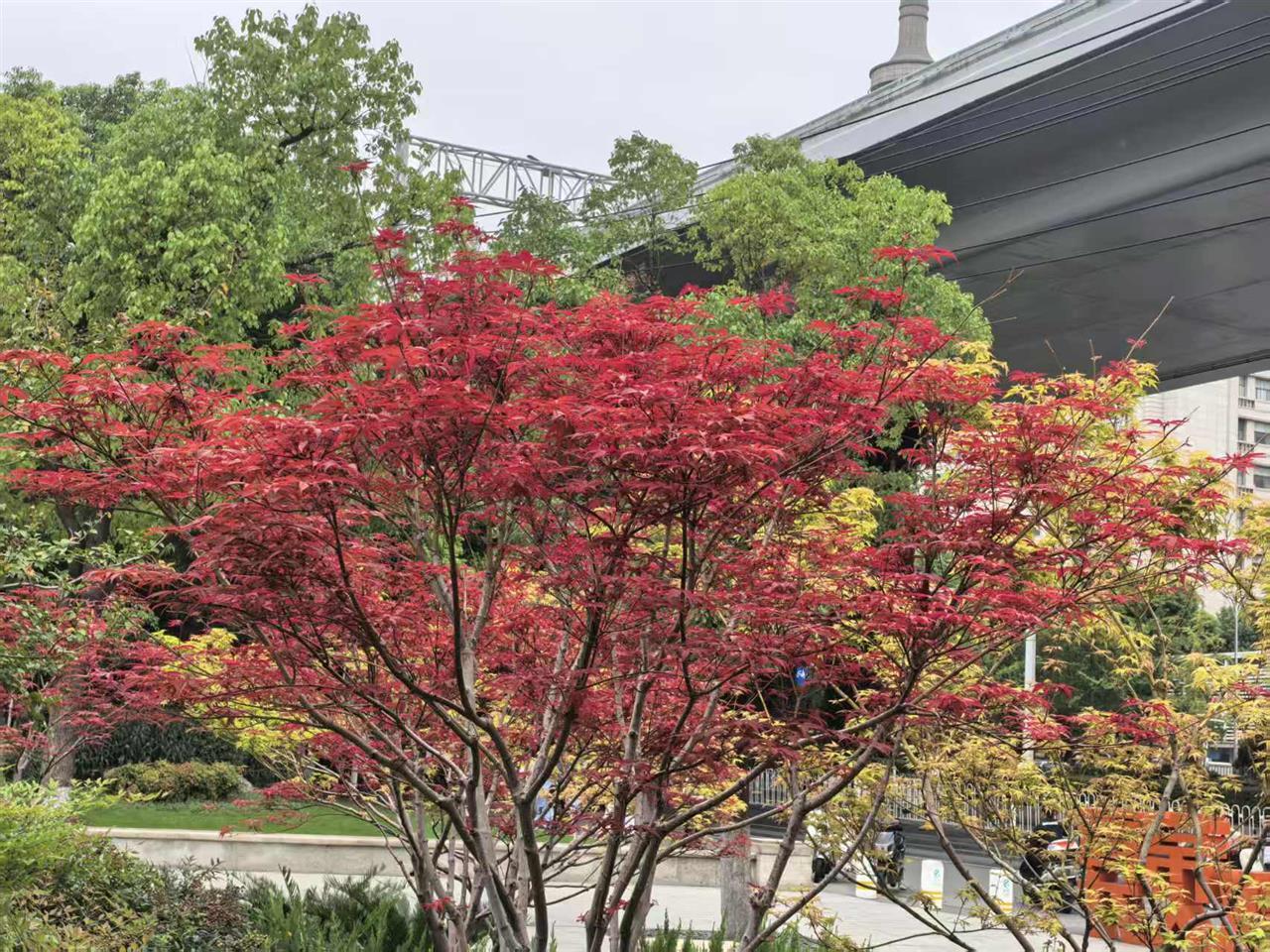 1、常青公园大门附近的红枫.jpg