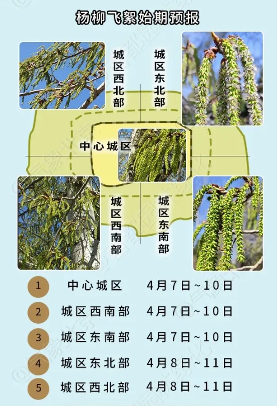 进入杨柳飞絮期，如何科学防护？ | 极目新闻