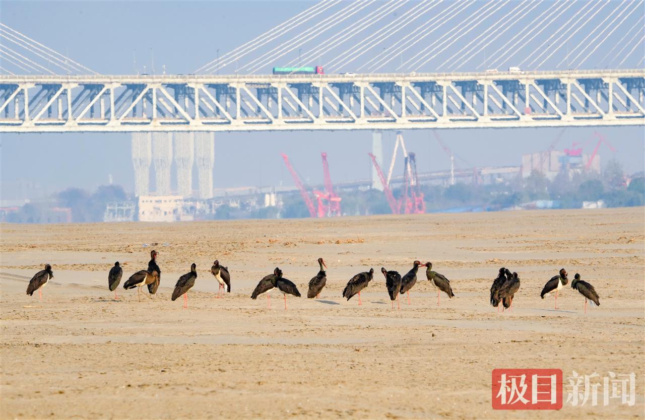 “鸟中大熊猫”黑鹳连续12年做客武汉天兴洲，联合工作组每天值守