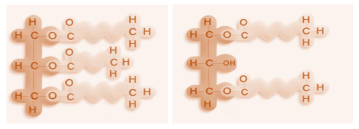 左图为甘油三脂结构，右图为甘油二酯结构 受访者供图.png