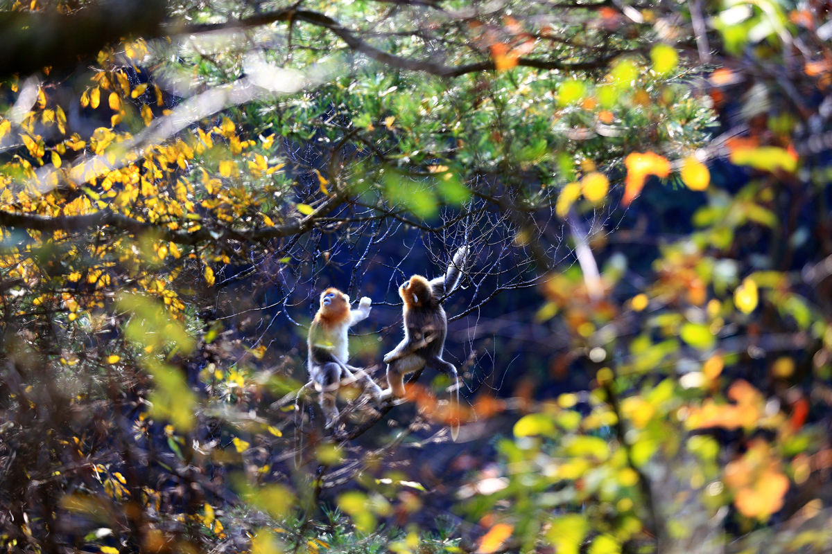 金丝猴(姜勇 摄).jpg