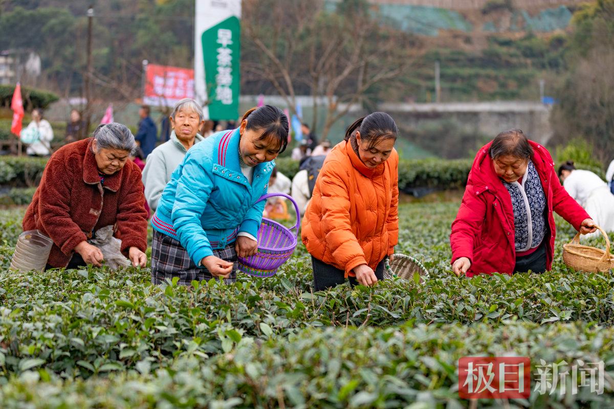 2026年2月27日，在湖北省宜昌市秭归县茅坪镇中坝子村，茶农们正在采摘春茶。彭强摄.jpg