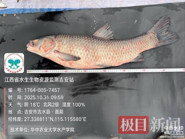 好消息!珍稀濒危鱼类“鳤鱼”和大规格四大家鱼频现赣江水域 | 极目新闻