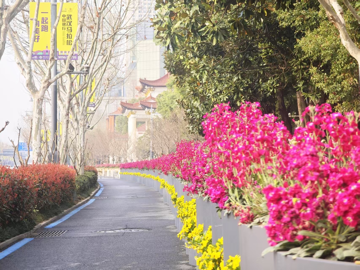 4、沿江大道，紫红紫罗兰和金黄角堇，情绪价值拉满.jpg