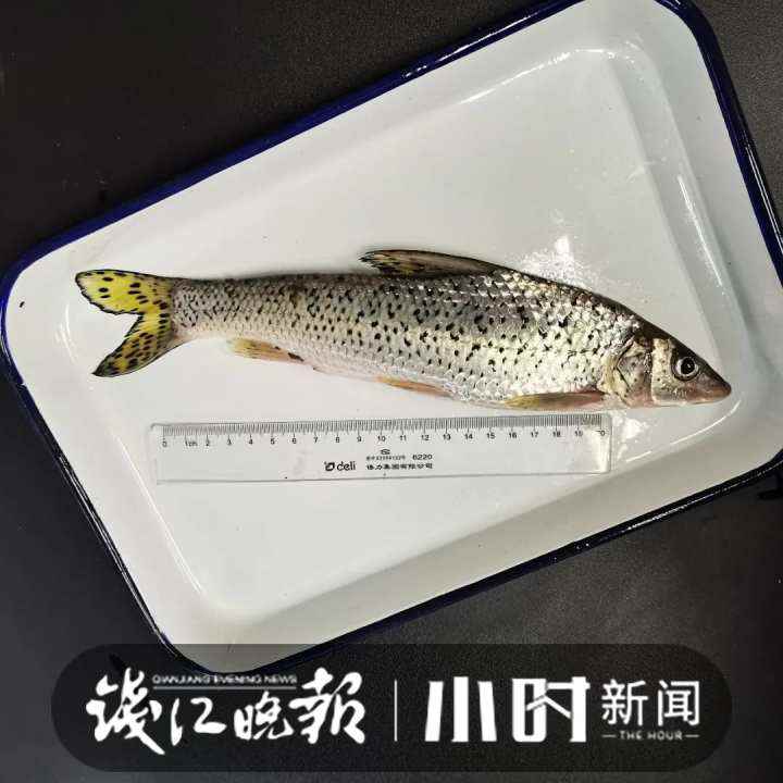 嘴巴尖尖长长，游动速度极快，网友拍到西湖里的怪鱼，你认识吗？ | 极目新闻