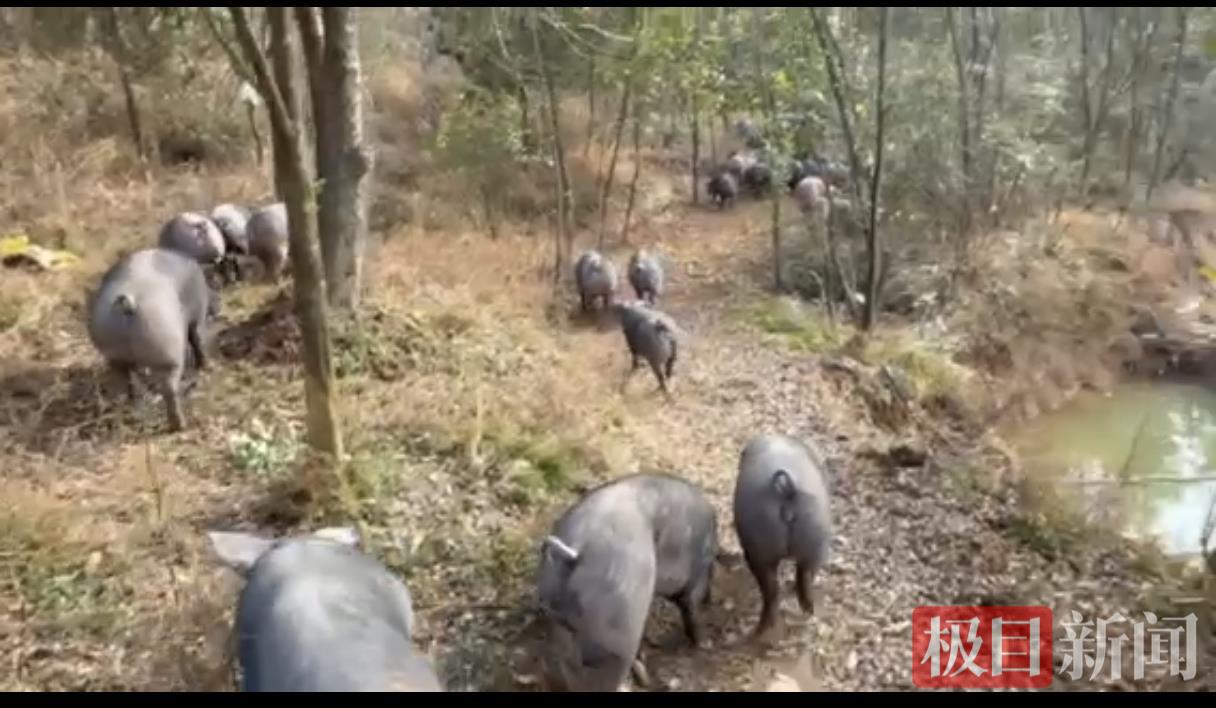 放羊黑猪在山场觅食.png