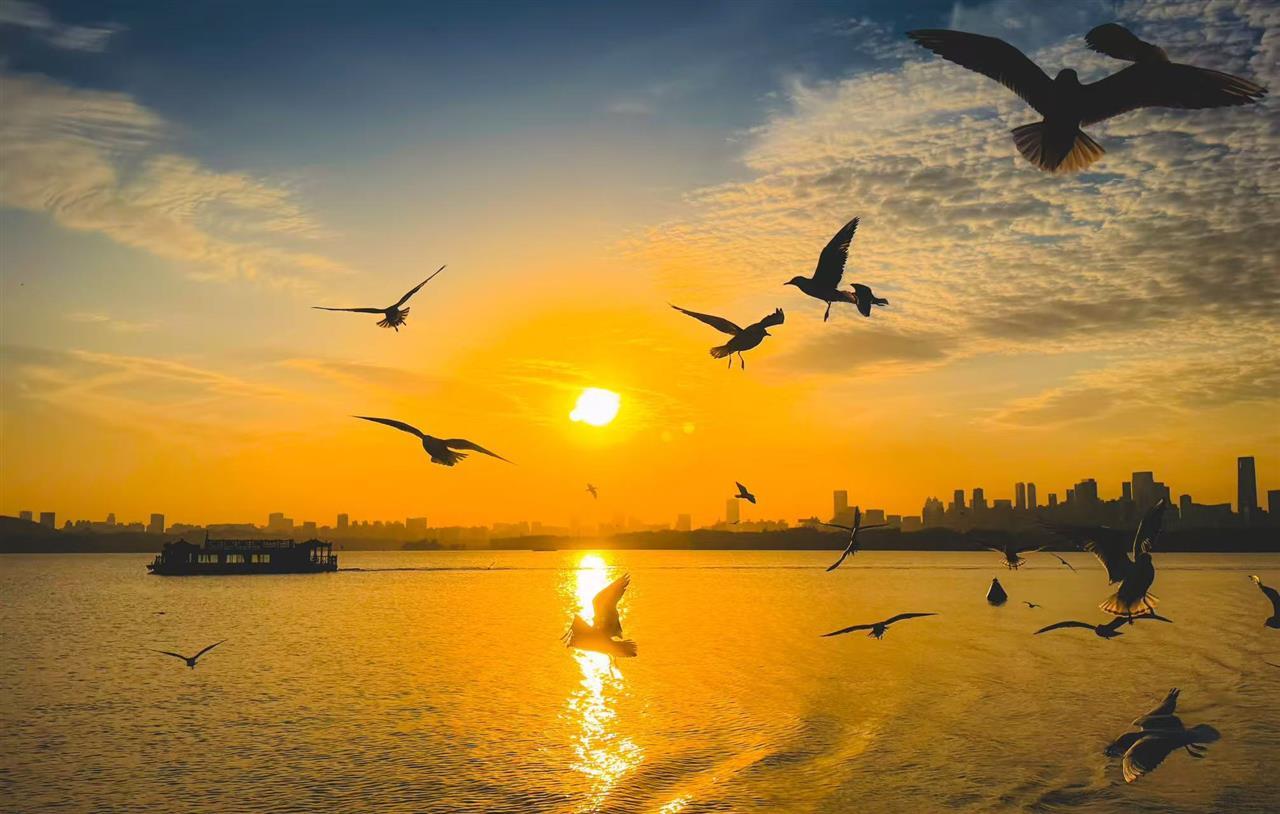 微信图片_20260101093647_243_254.jpg 武汉东湖元旦惊喜连连,人造太阳升起,红嘴鸥伴飞迎新年宠客操作暖人心