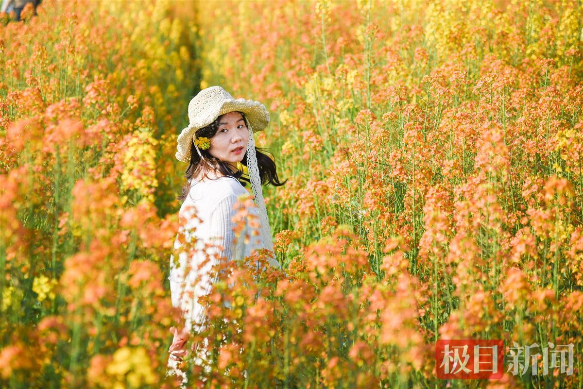 游客在监利市程集镇的七彩油菜花海中游玩。（极目新闻记者 黄志刚 摄） (5).JPG