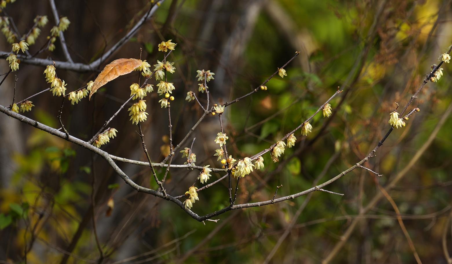 苦寒之日蜡梅绽放，梅花与蜡梅的亲戚关系探究