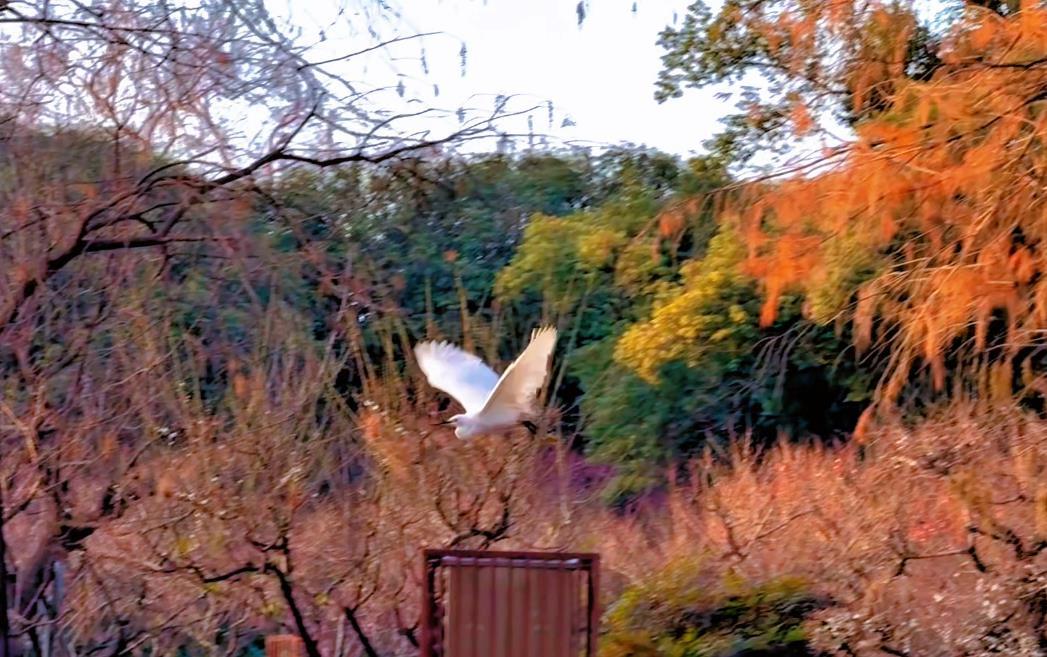 武汉东湖梅园，梅鹤相映成趣，演绎千古佳话