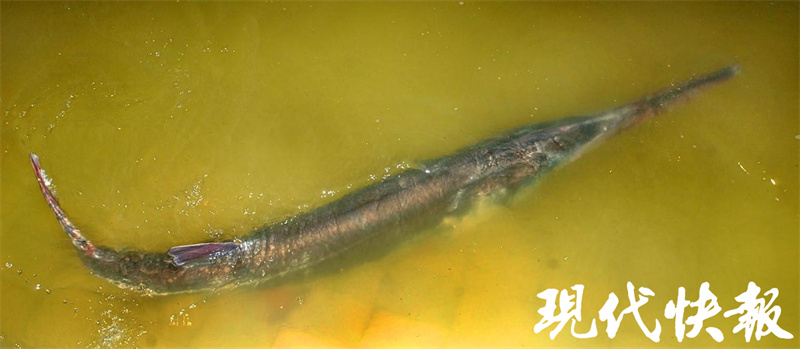 白鲟最后一次出现在长江下游,是在20年前的南京 | 极目新闻