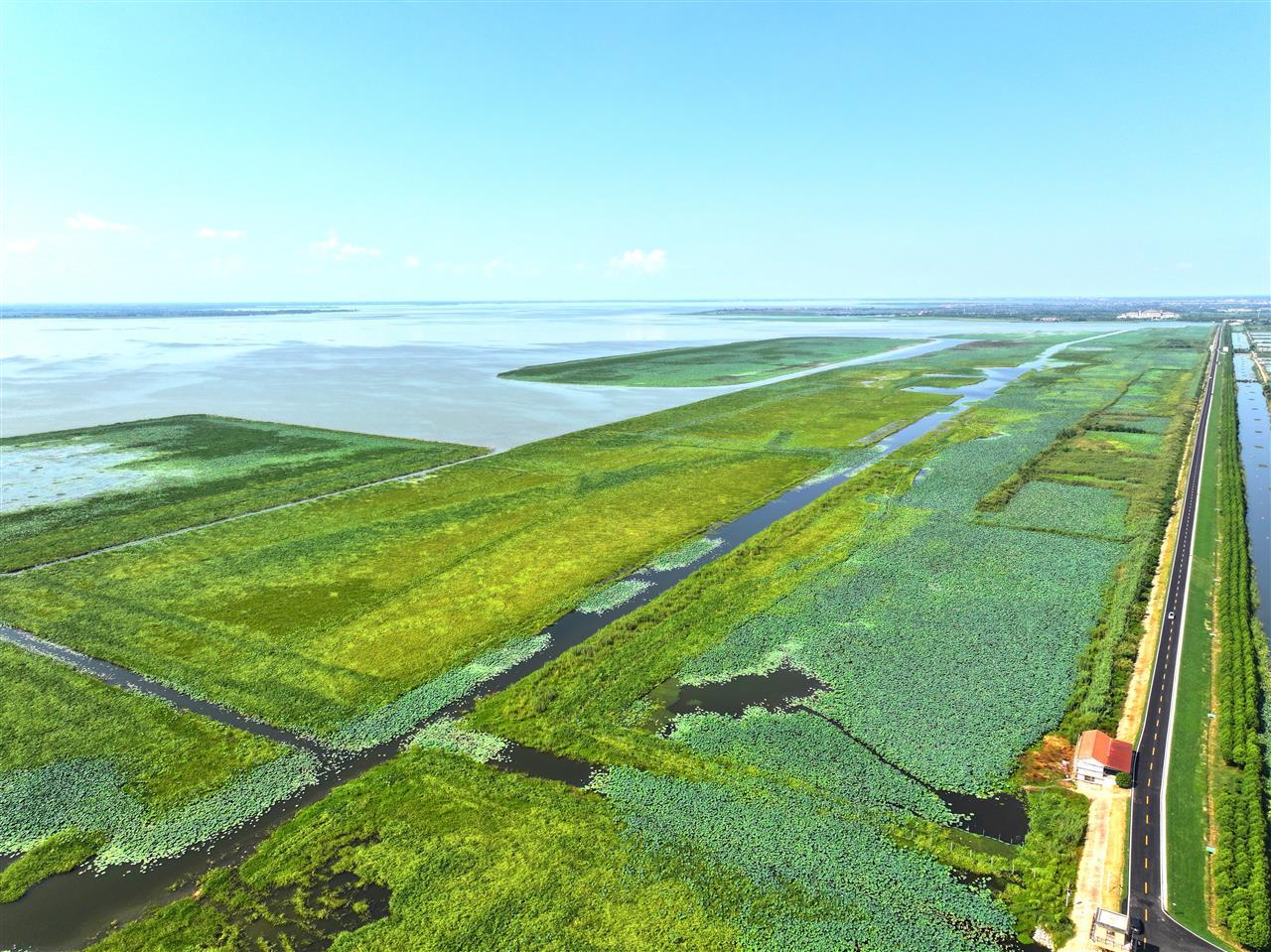 大湖水生植物恢复.jpg