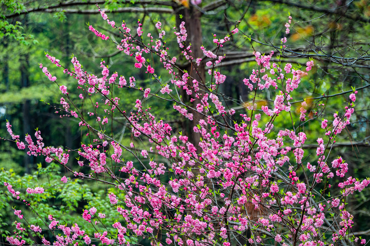 桃花 武汉植物园供图.jpg