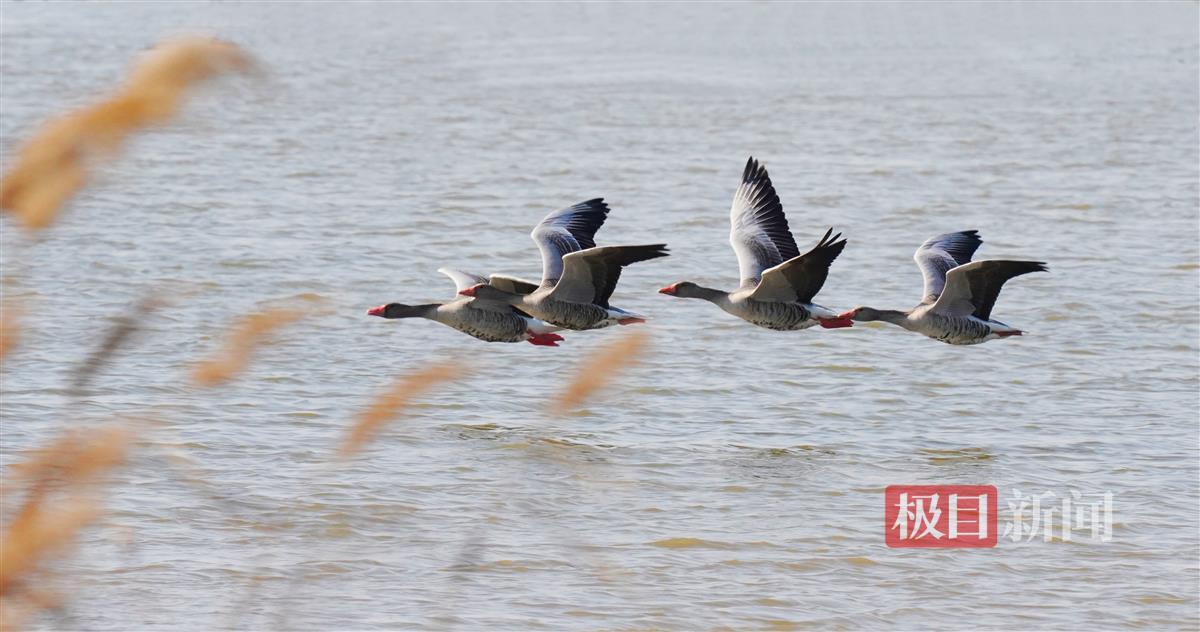 荆州崇湖环境照片 (5).JPG