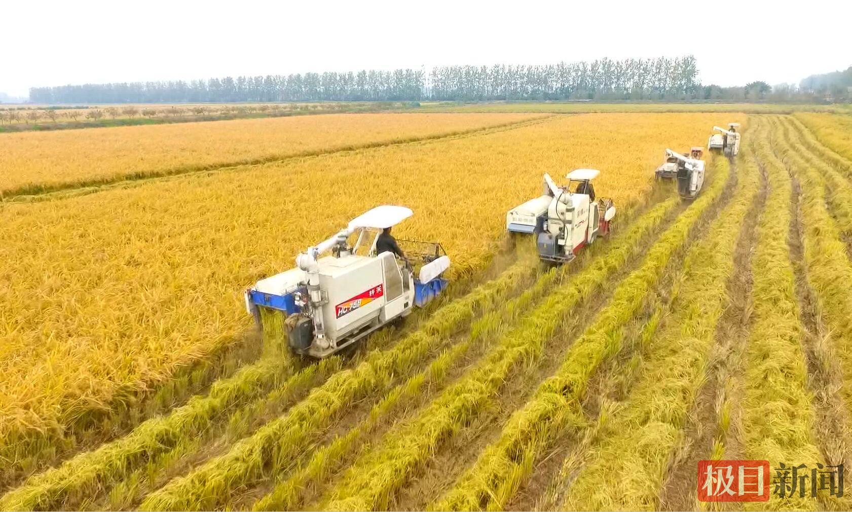 在“江汉大米”核心产区，机械设备正在加紧收割水稻。.jpg