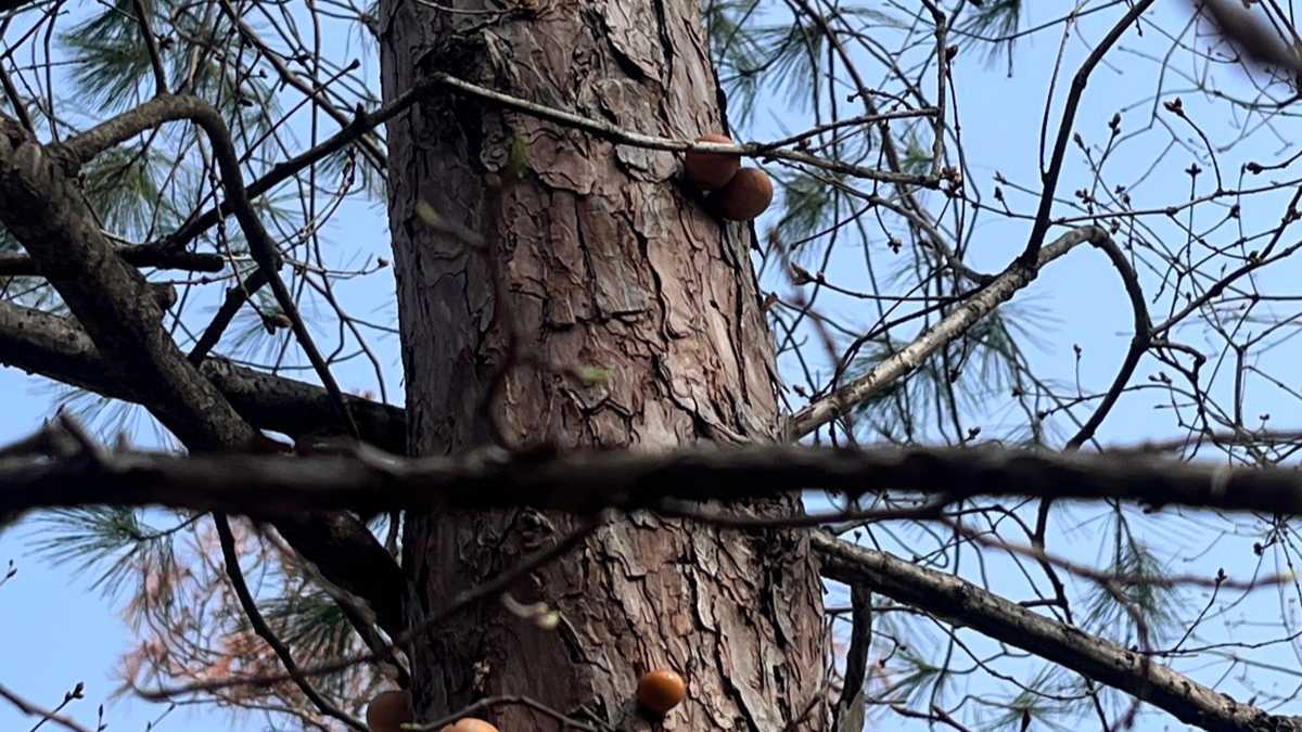 郧西县发现全球第三种隐孔菌属真菌 秦岭隐孔菌首次现身湖北