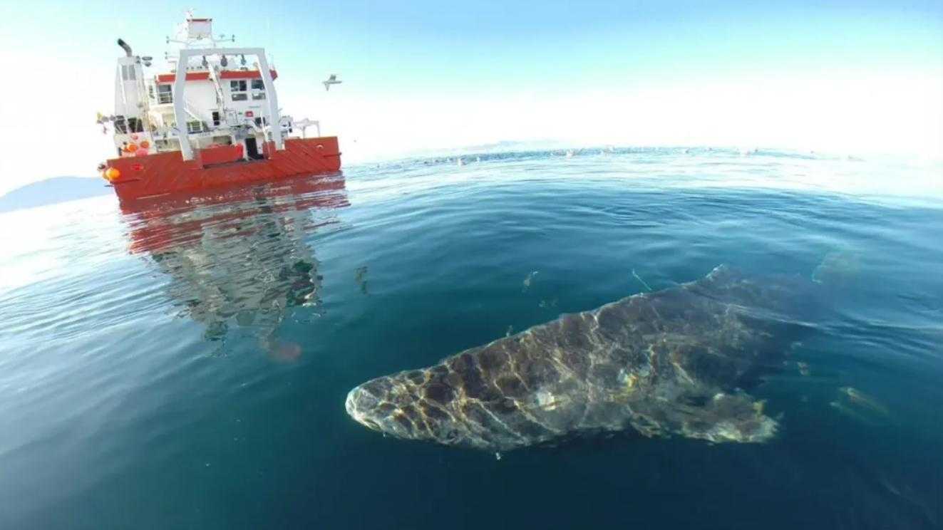 格陵蘭鯊為何能活到400歲而不生??？科學(xué)家找到了謎底