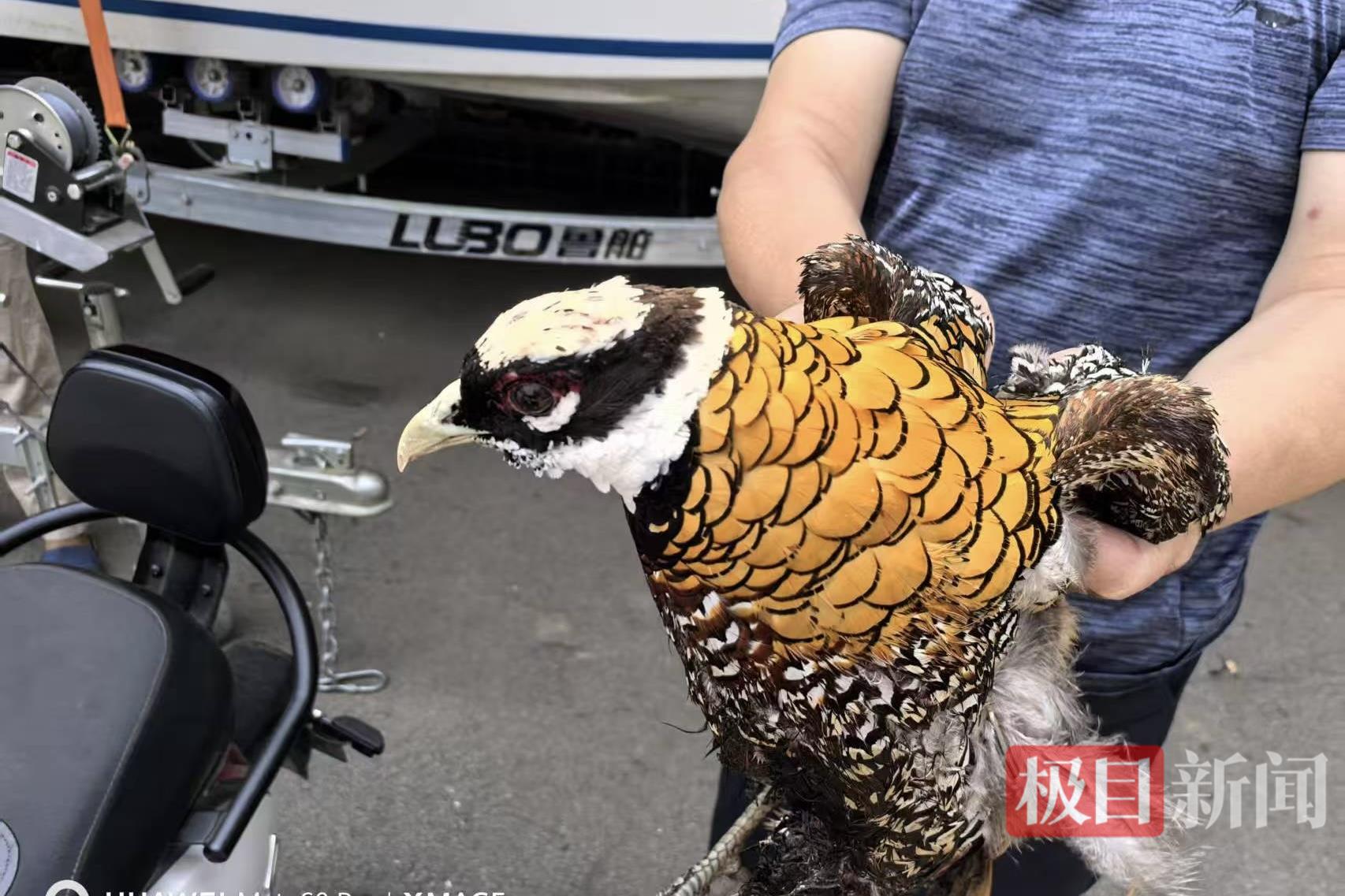 图一 白冠长尾雉.jpg