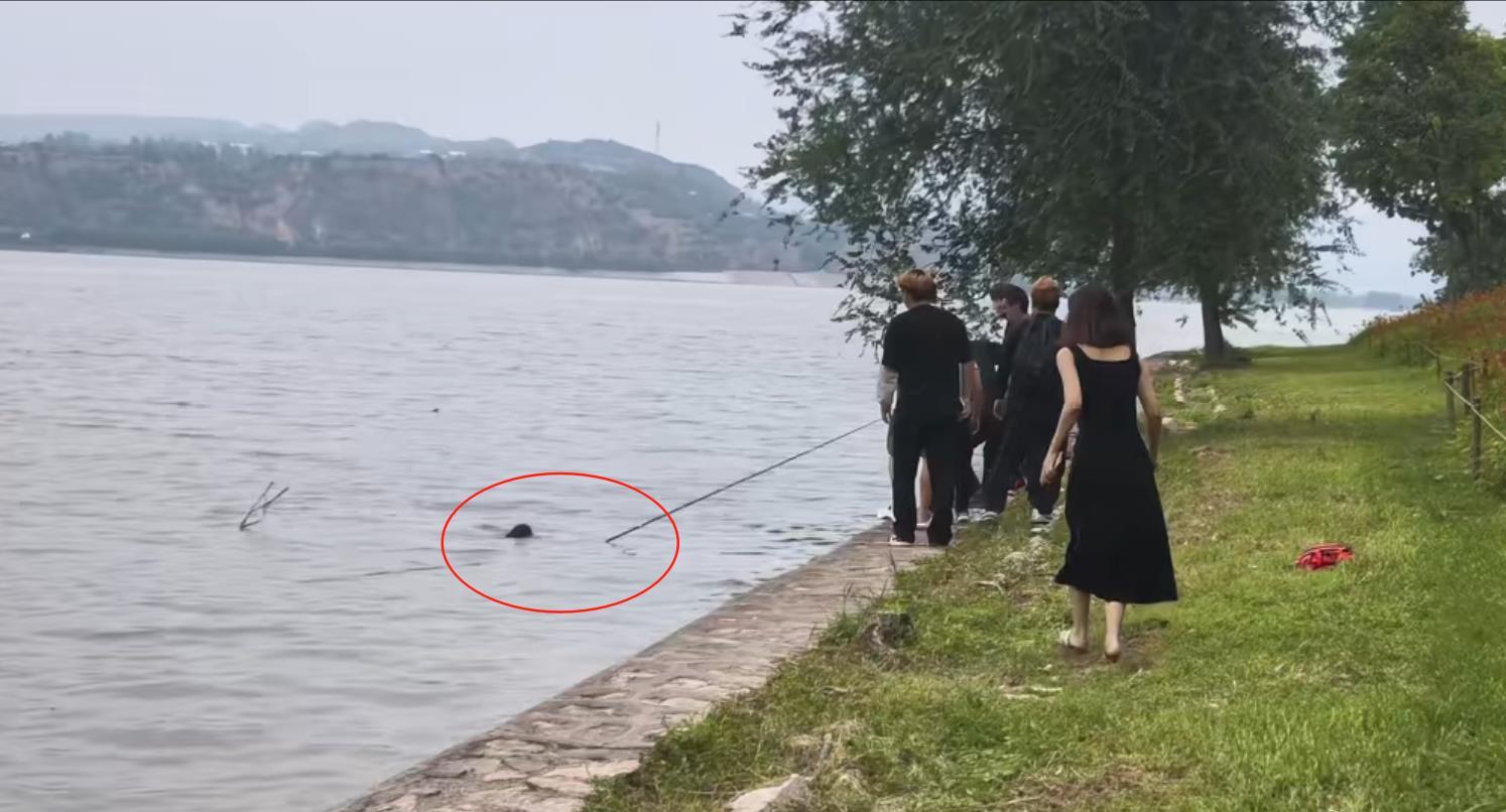 三门峡黄河岸边一对母子不慎落水，危急时刻钓鱼男子伸出鱼竿将其救起