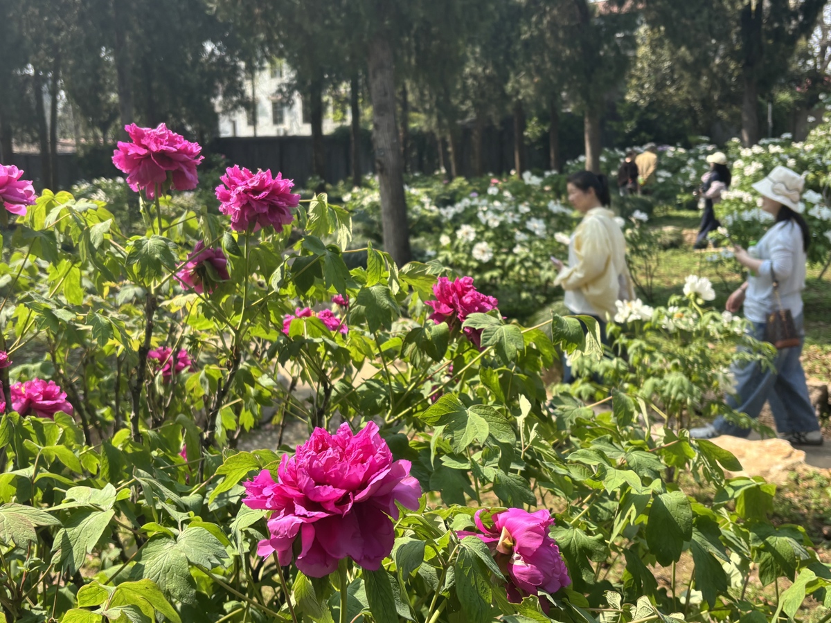 牡丹.jpg
