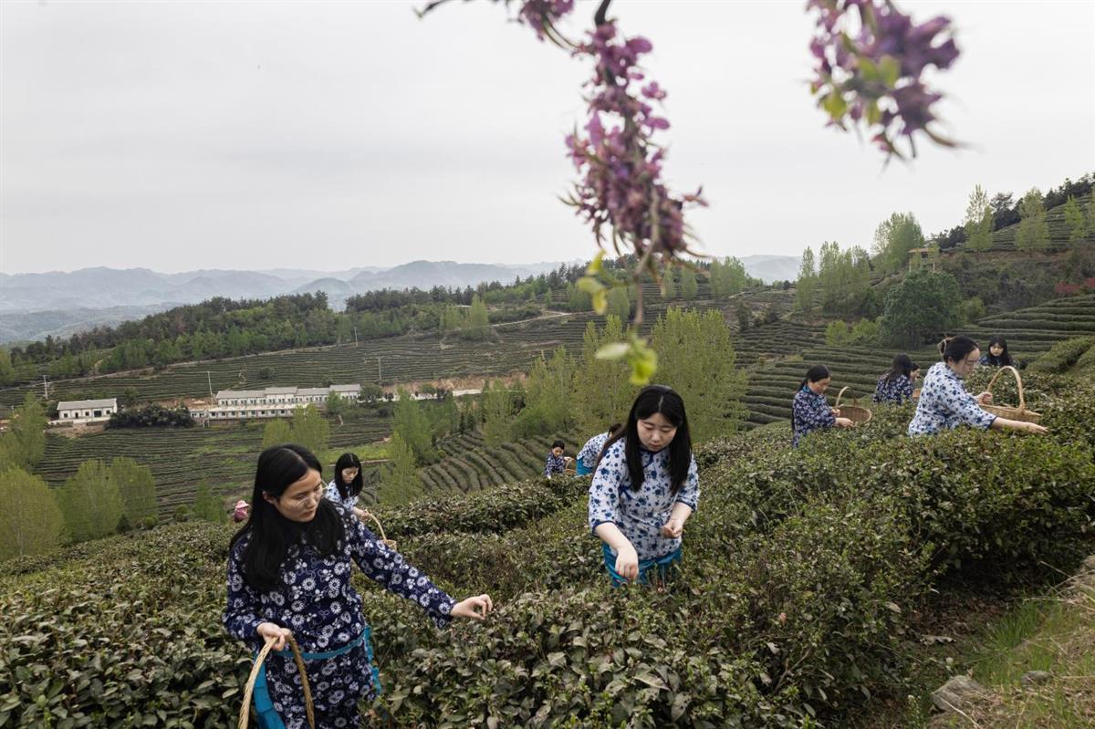 图为郧西县安家乡茶农抢抓好时节采摘春茶。 邹景根摄1.png 图为郧西县安家乡茶农抢抓好时节采摘春茶。 邹景根摄1.png