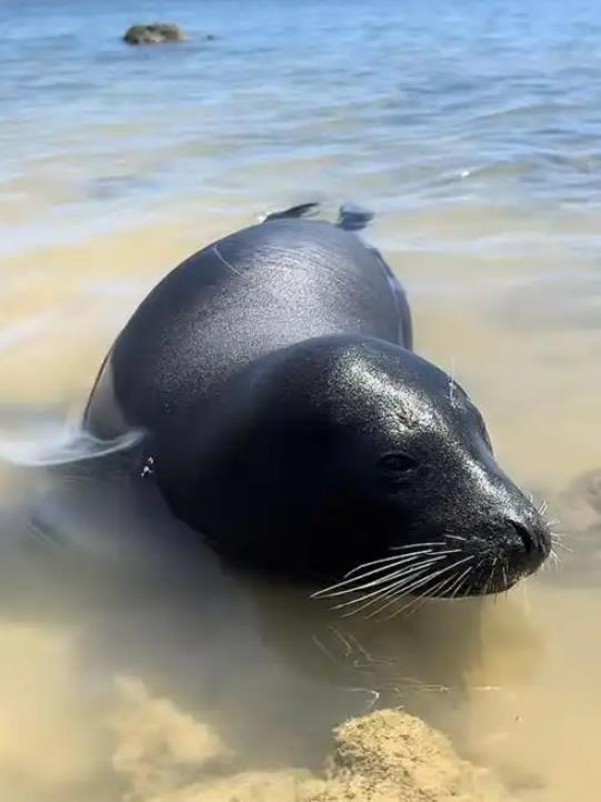 海豹阿侬 来自网络.png