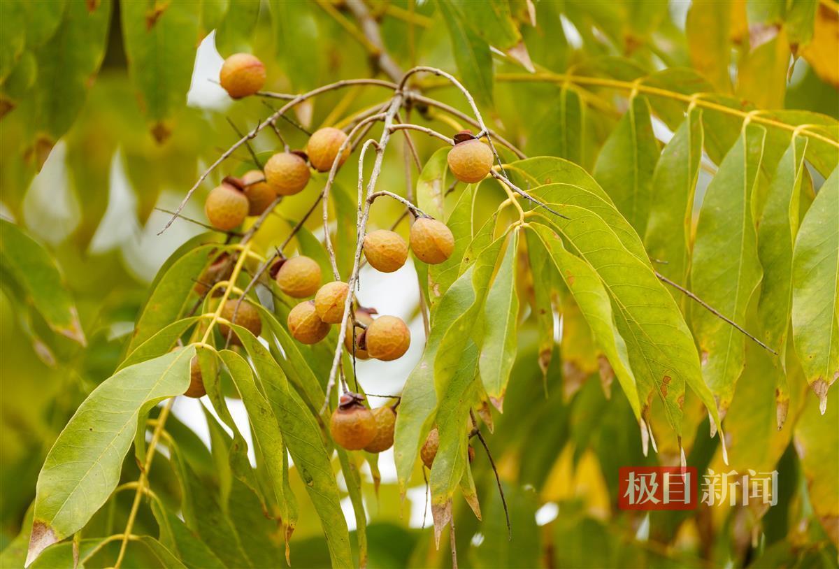 无患子树黄了,为沙湖公园添美 | 极目新闻