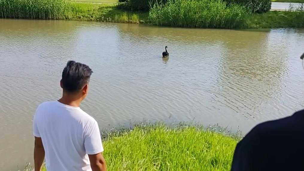 公天鵝情變有新歡，母天鵝脫群郁郁寡歡，專家：動物情感問題不好解決