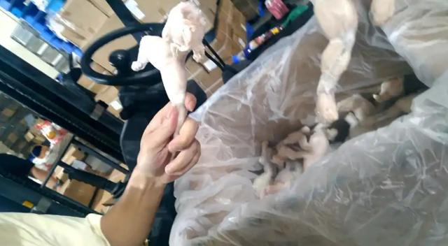 极目锐评丨“常规”牛蛙成抗生素超标产品代名词，底线因何滑落？