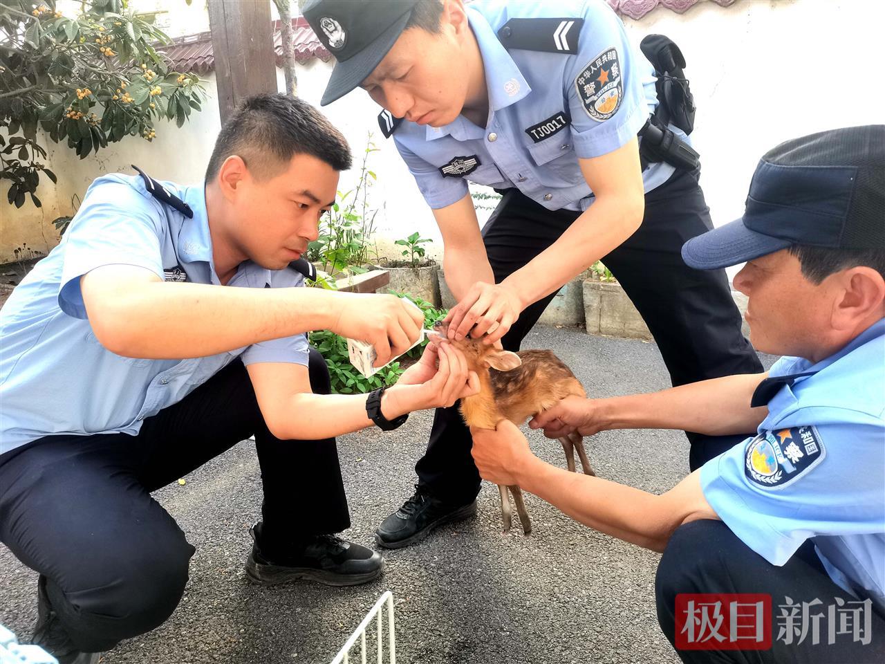 图5：民警在给小麂喂食牛奶.jpg
