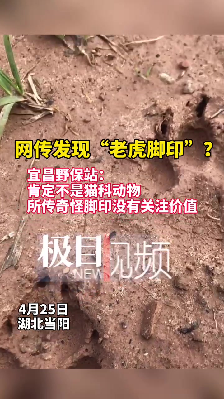 当阳发现一串老虎脚印极目记者循踪探源
